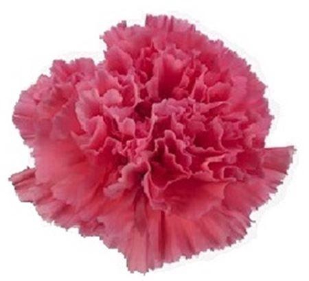 <h4>Di St Tonic Golem BD</h4>