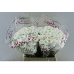 Ran Kloon Prima Alaska