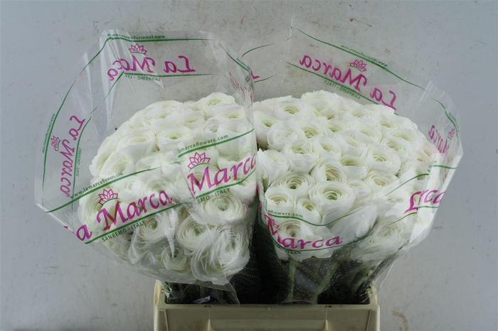 <h4>Ran Kloon Prima Alaska</h4>