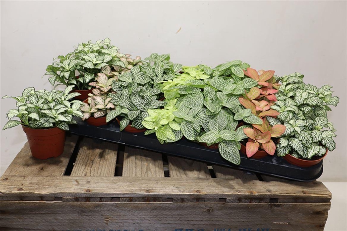 <h4>arr8 Fitt Gem 7 Kl</h4>