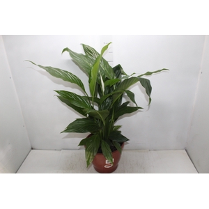 SPATHIPHYLLUM COM FLOR P24 COM FLOR