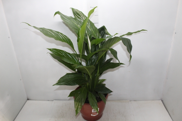 <h4>SPATHIPHYLLUM COM FLOR P24 COM FLOR</h4>