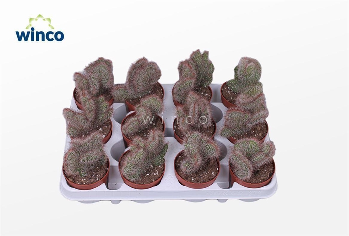 <h4>Nictocereus Cristata</h4>