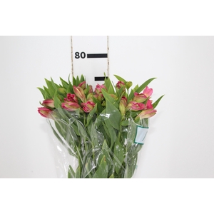 ALSTROEMERIA CHANEL 080 CM