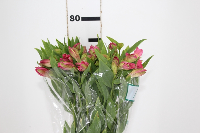 ALSTROEMERIA CHANEL 080 CM