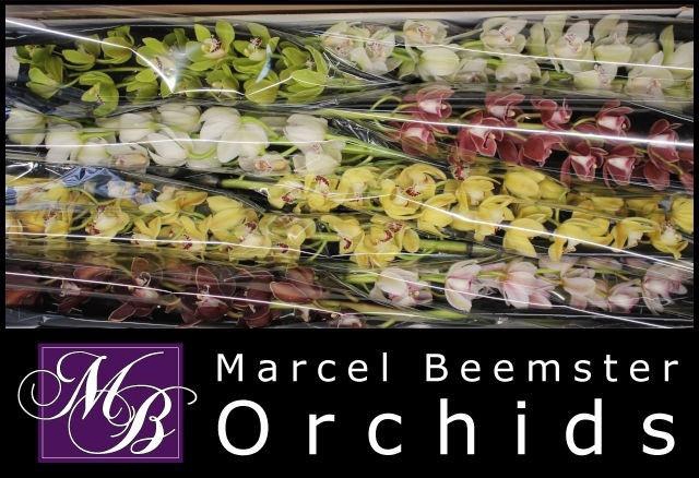 <h4>CYMB MI GEM</h4>