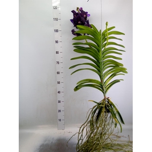 Vanda hybrids