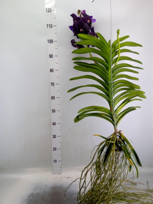 <h4>Vanda hybrids</h4>