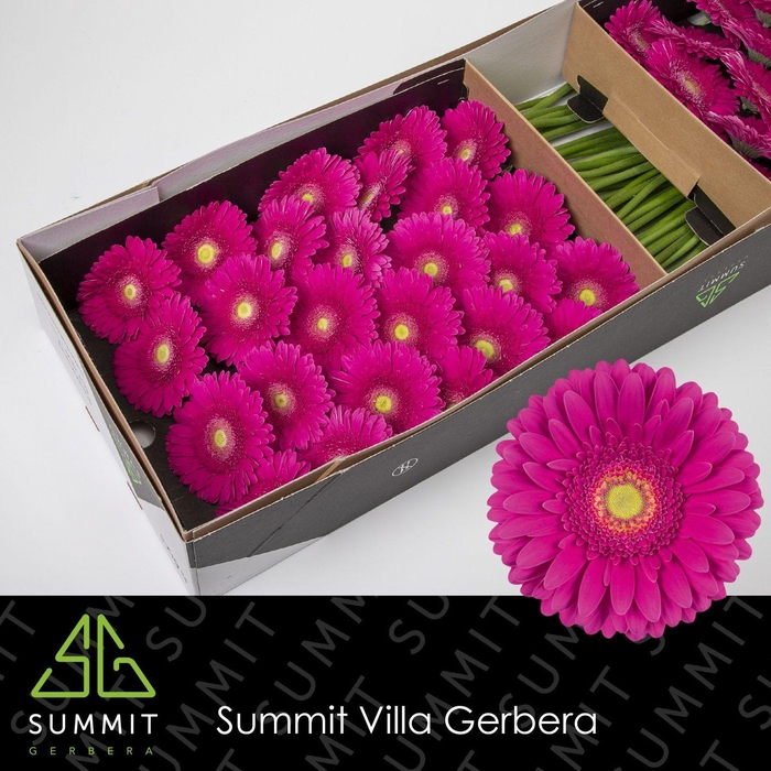 <h4>GE GR FLAMENCO</h4>