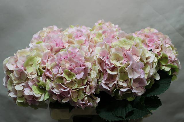 <h4>HYDR M CH VERENA CL</h4>