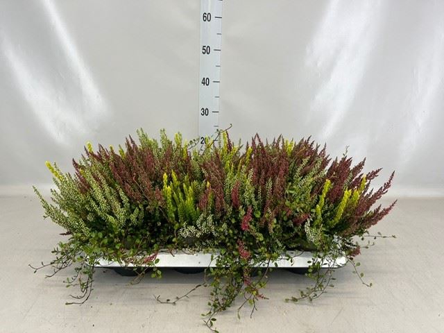 <h4>Calluna vulg.   ...</h4>