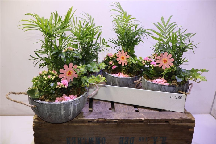 <h4>Arr Kamerpl</h4>