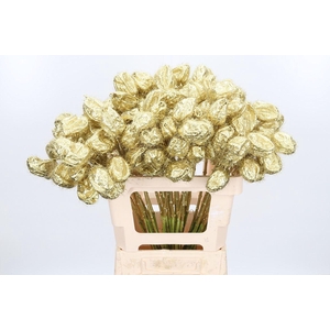 Ascl Moby Dick Kl Bh Goud