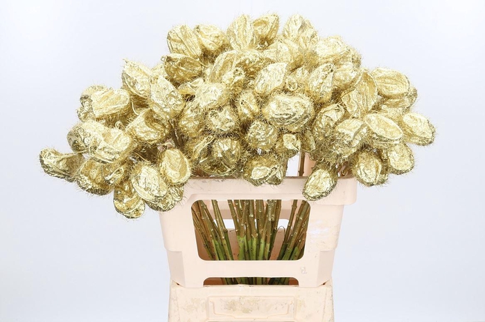 <h4>Ascl Moby Dick Kl Bh Goud</h4>