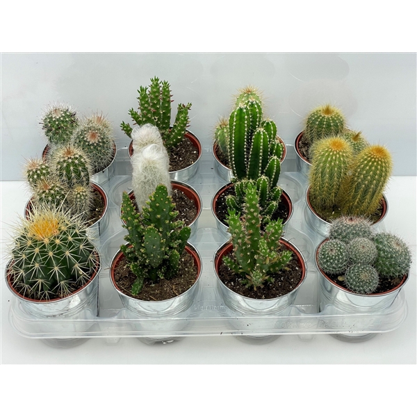 <h4>187 Cactus in pot zink 8,5 cm</h4>