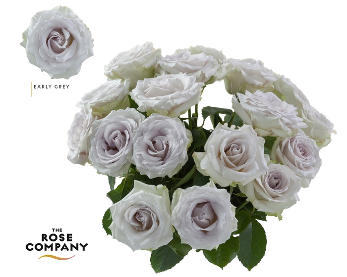 Rosa Ec Early Grey