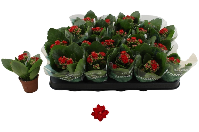 <h4>KAL GE DON JUSTINO</h4>