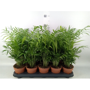 Chamaedorea elegans