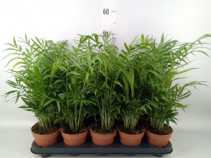 <h4>Chamaedorea elegans</h4>