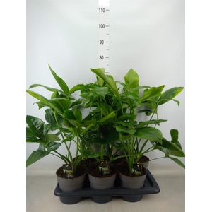 Philodendron  'Fun Bun'