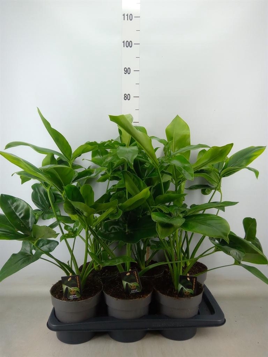 <h4>Philodendron  'Fun Bun'</h4>