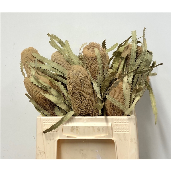 <h4>DROOG BANKSIA PRIONOTES X10 VERPAKT</h4>