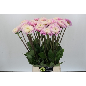 Dahlia Sweet Love