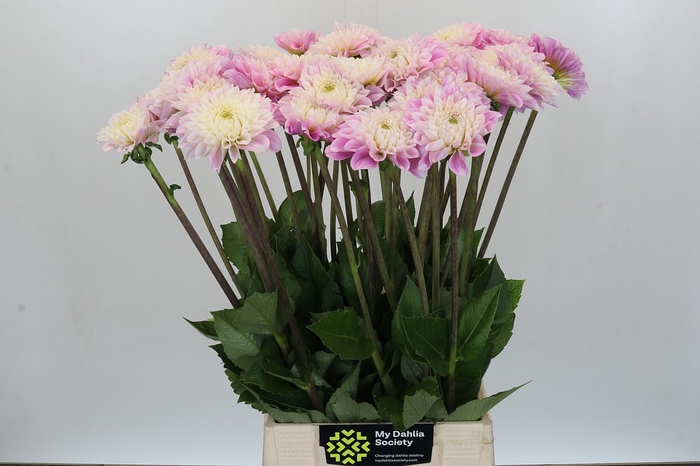 <h4>Dahlia Sweet Love</h4>