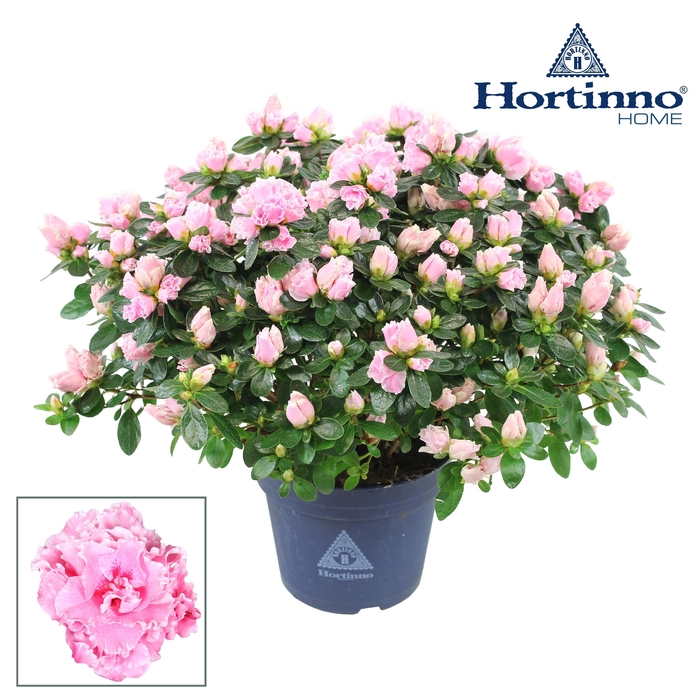 <h4>Hortinno® Home 'Classic Bicolor' 35 - 37 cm</h4>