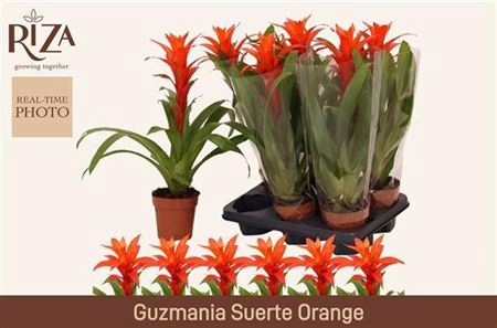 <h4>Guzm Suerte Orange</h4>