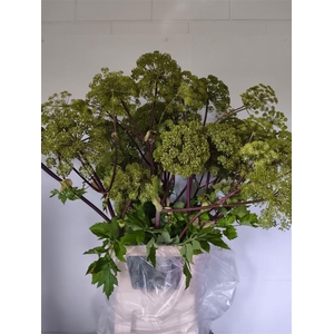 Angelica Gigas