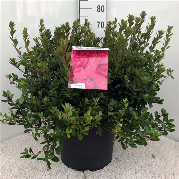 <h4>Rhodo. (AJ) 'Thierry' red</h4>