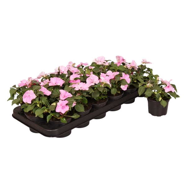 <h4>Impatiens Walleriana roze p9</h4>