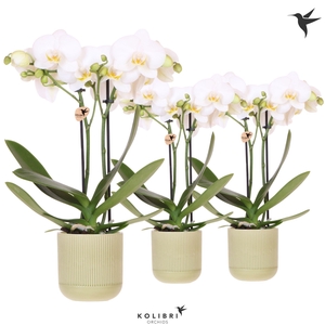 Kolibri Orchids Phalaenopsis white 2 spike in Flare pot green