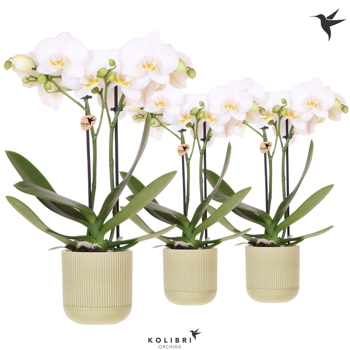 <h4>Kolibri Orchids Phalaenopsis white 2 spike in Flare pot green</h4>