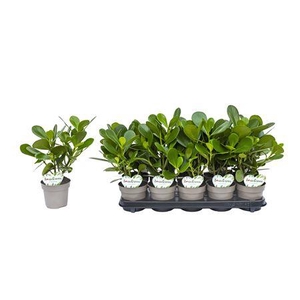 Clusia Rosea P12