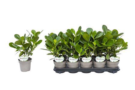 <h4>Clusia Rosea P12</h4>