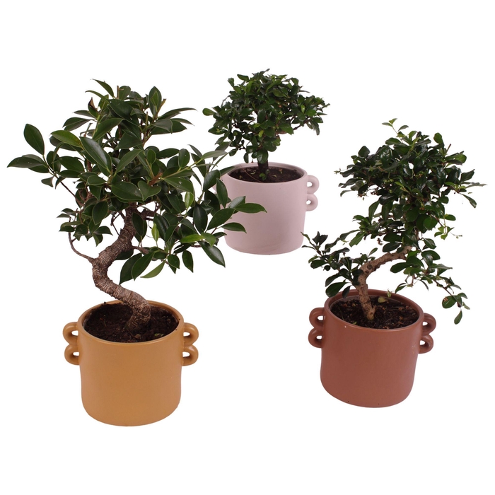 <h4>Bonsai Indoor Mix Ø12cm Mix B/S Shape in Ø17cm Ceramic EV562</h4>