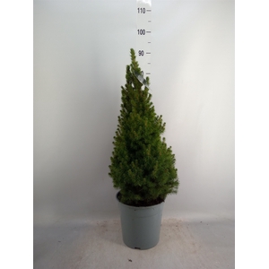 Picea glauca 'Conica'