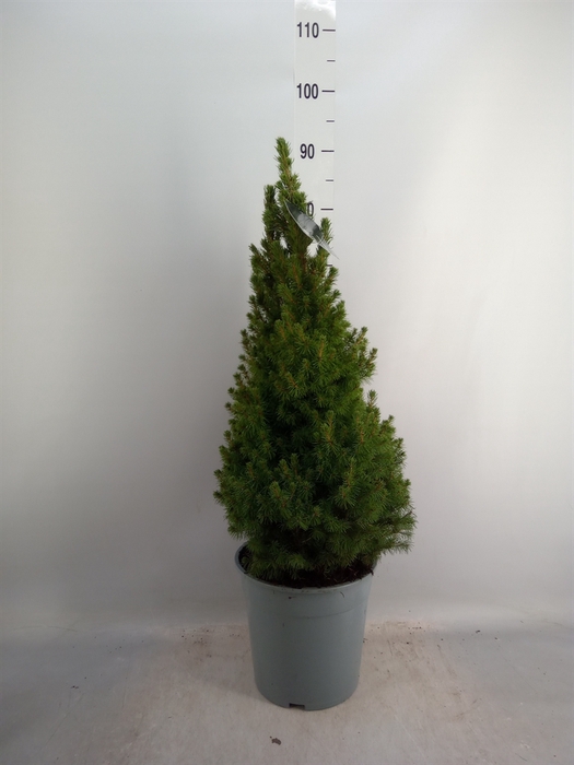 <h4>Picea glauca 'Conica'</h4>