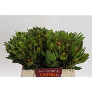 Leucadendron Goldstrike