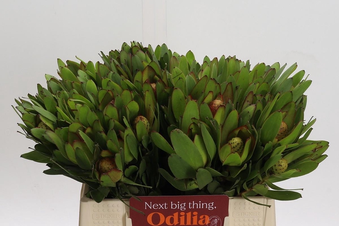 <h4>Leucadendron Goldstrike</h4>