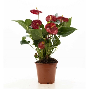 Anthurium red (Micra) P&PURE Collection