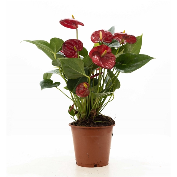 <h4>Anthurium red (Micra) P&PURE Collection</h4>