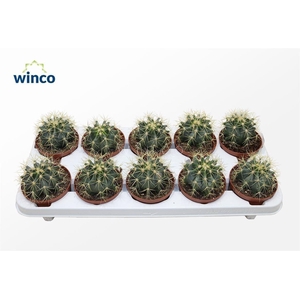 Ferocactus Glaucescens