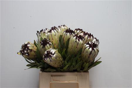 <h4>Protea Moonshine</h4>