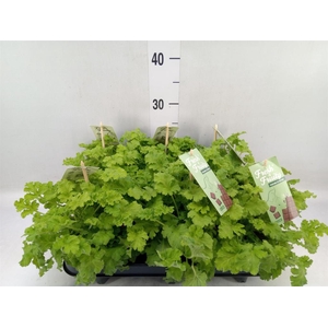 Pelargonium   ...mix smelling