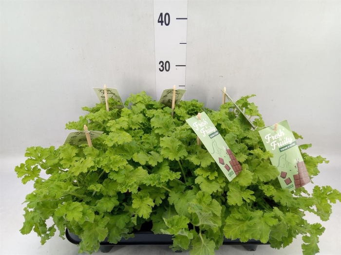 <h4>Pelargonium   ...mix smelling</h4>