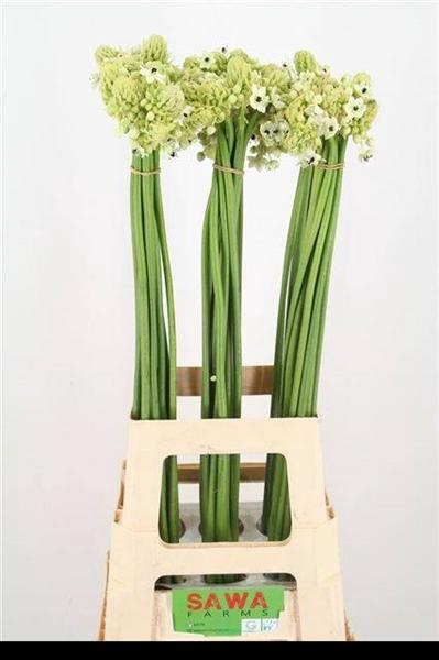 <h4>ORNIT ARABICUM</h4>