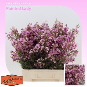 Chamelaucium Painted Lady